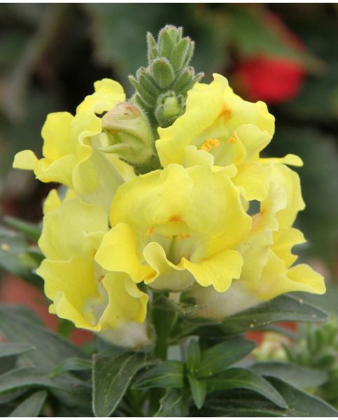 Antirrhinum Dazzling Lips Lemon Hayloft