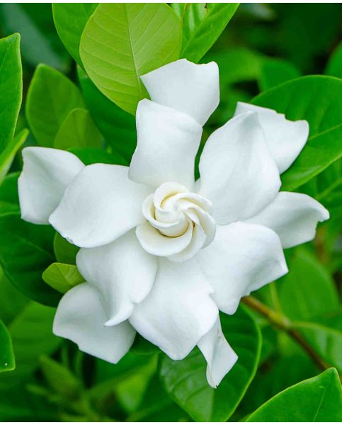 Gardenia Jasminoides Crown Jewel Hayloft