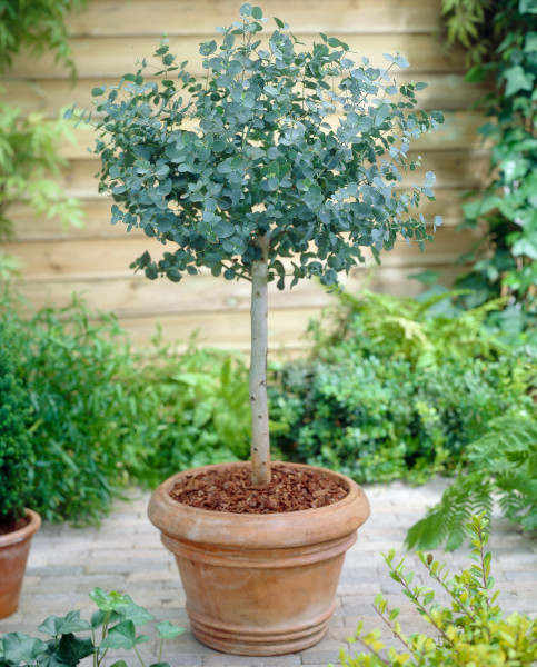 Eucalyptus Plants for Sale - Buying & Growing Guide 