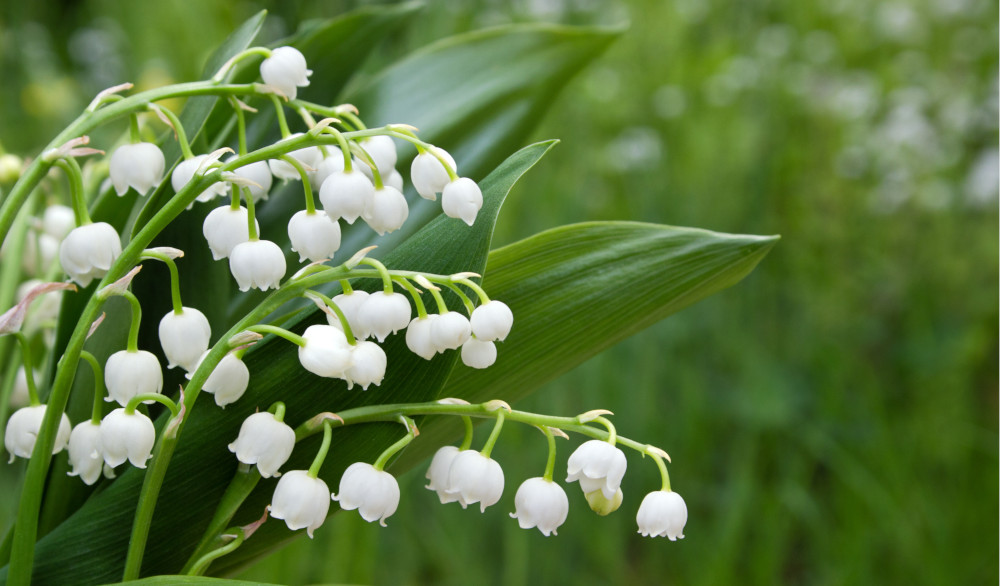 Growing Lily of the Valley - Origins, Seeds and Propagation