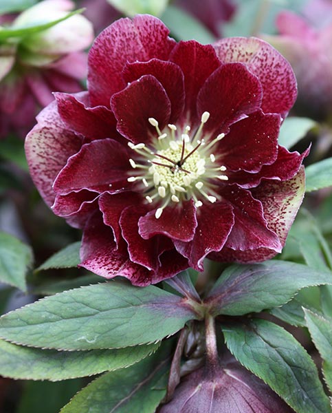 hellebores