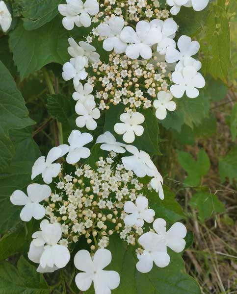 Viburnum Opulus