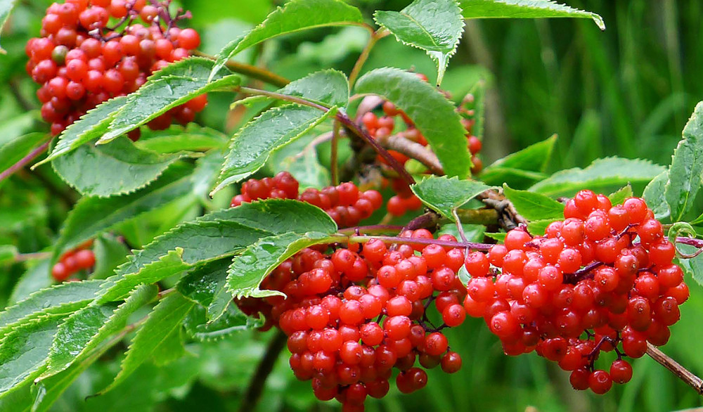 Viburnum Opulus