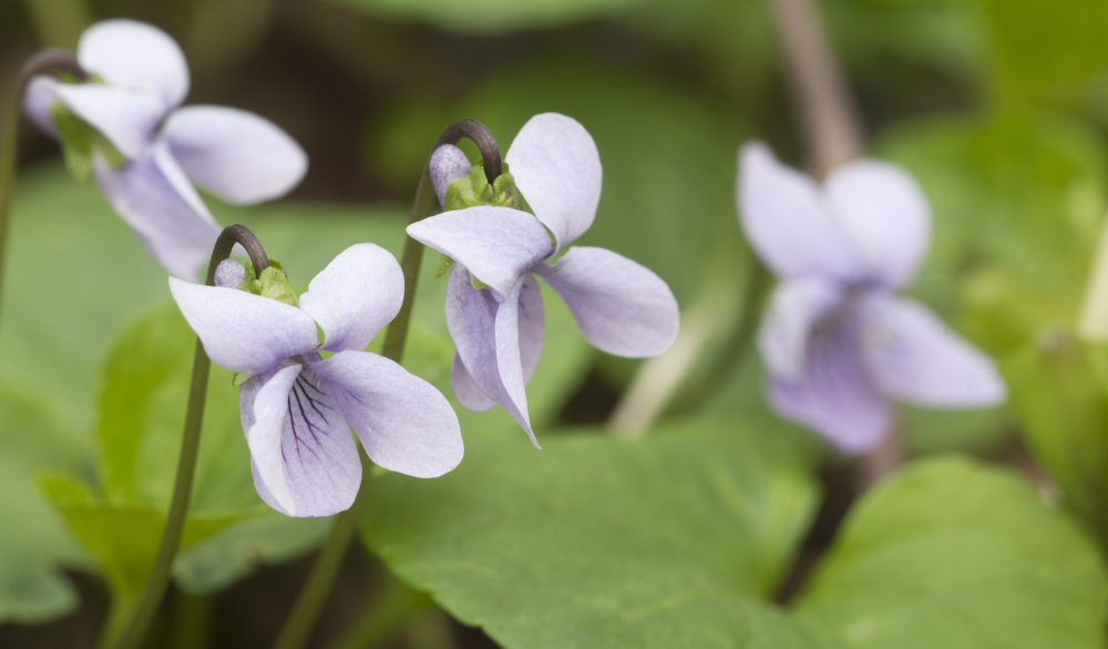 viola palustris