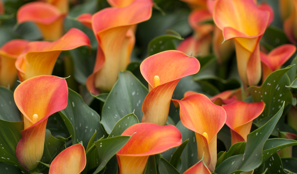 Zantedeschia