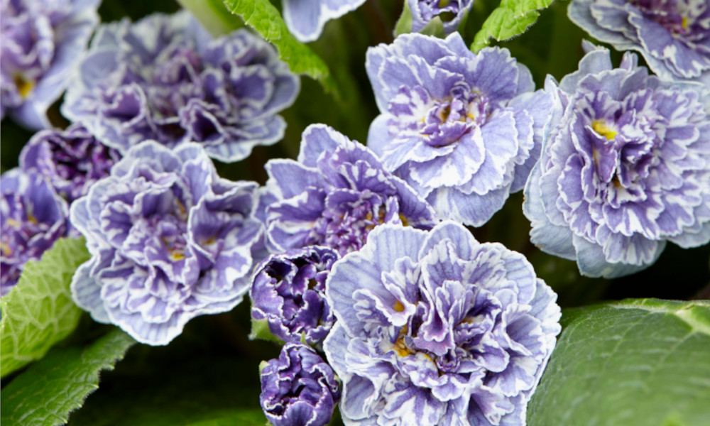Top 10 extremely hardy perennials