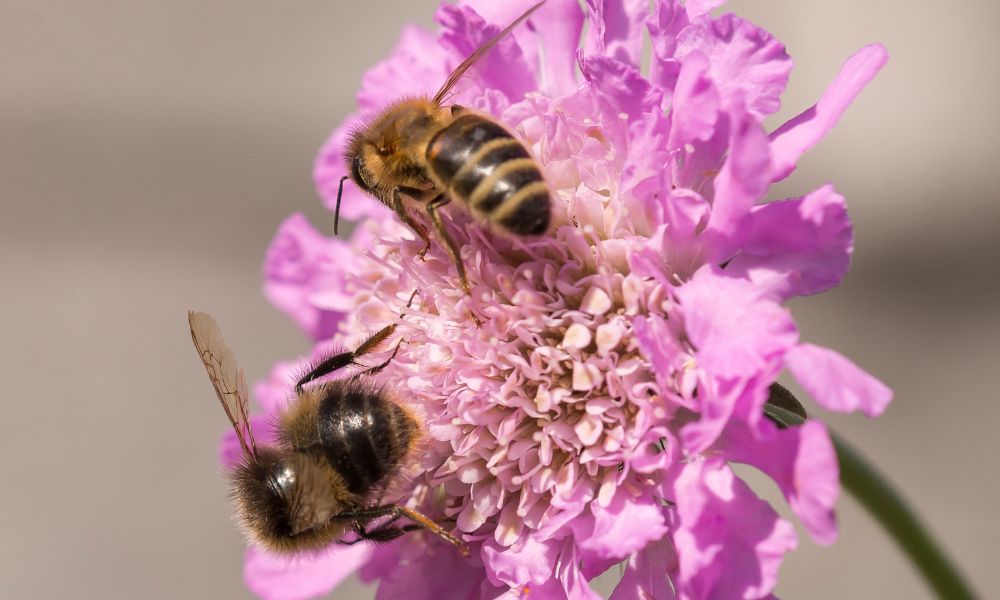 how to create a bee friendly garden