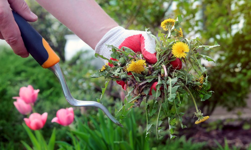 how to control weeds