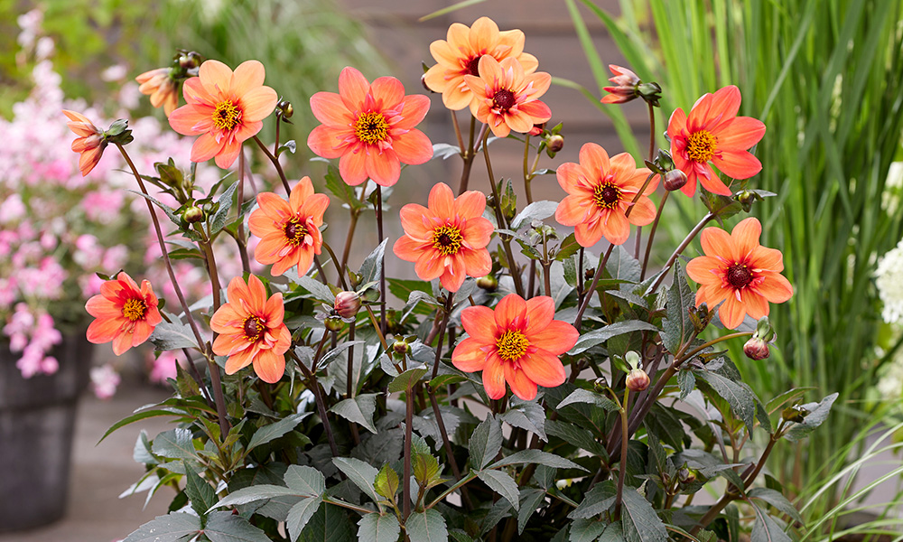 top 10 perennials for pots