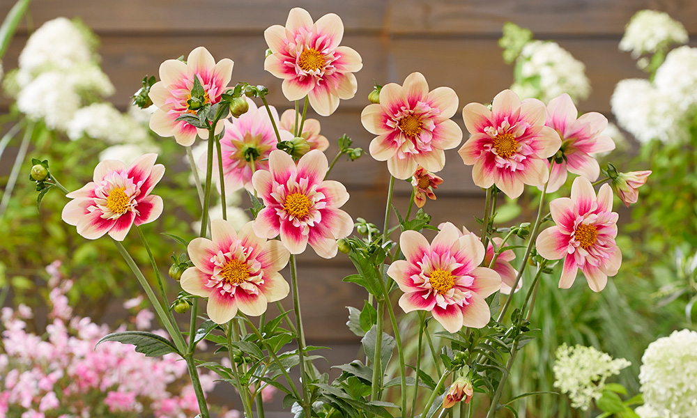 top 10 perennials for 2021