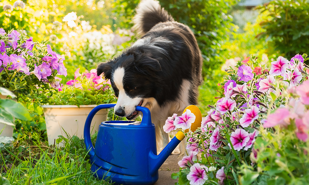 how to create a pet friendly garden