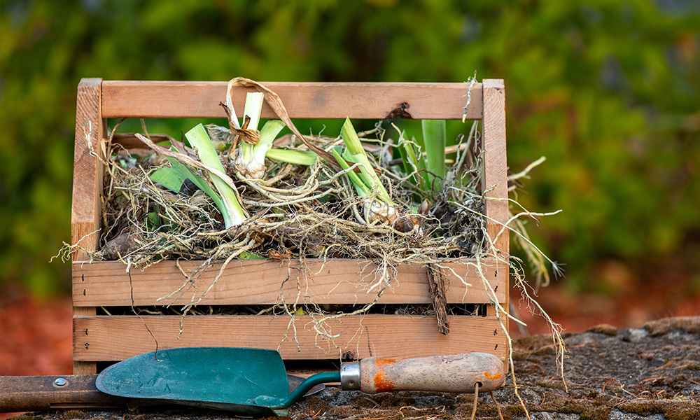 gardening jobs for March