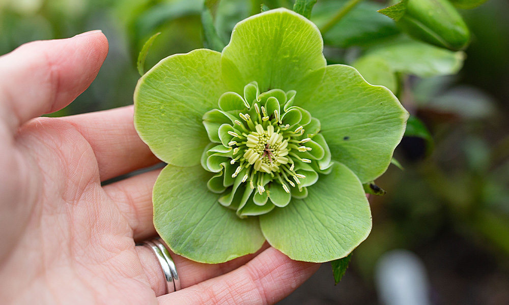 Top 10 Hellebores