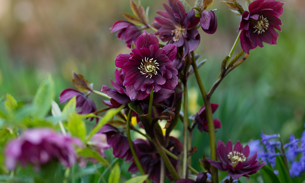 Top 10 Hellebores