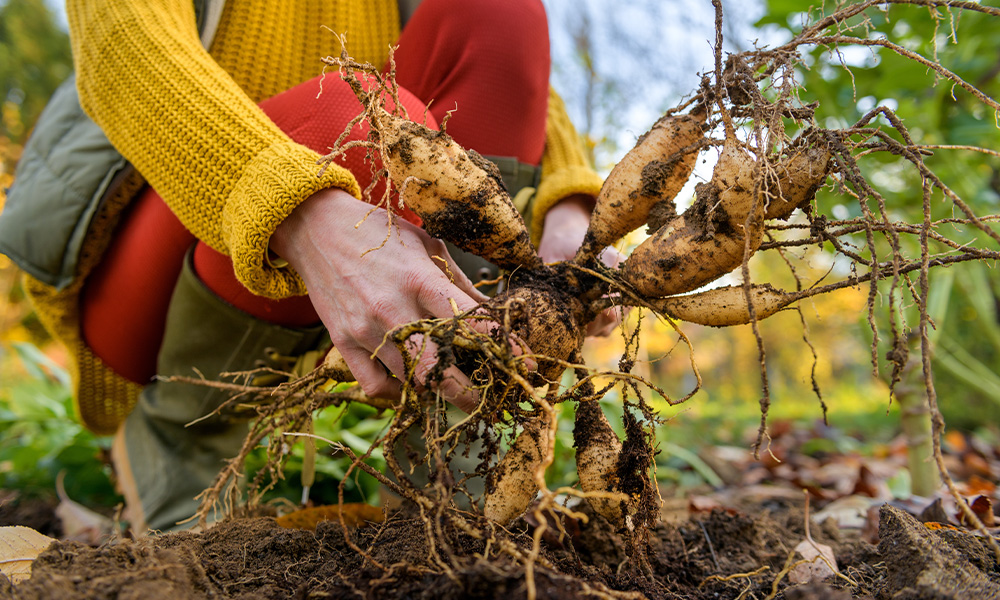 Top 10 tips to prepare your garden for winter