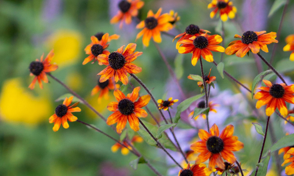 top 10 autumn flowering plants