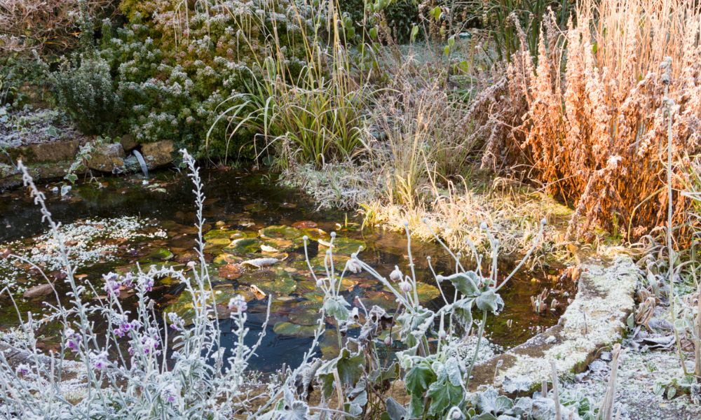 how to look after wildlife during winter