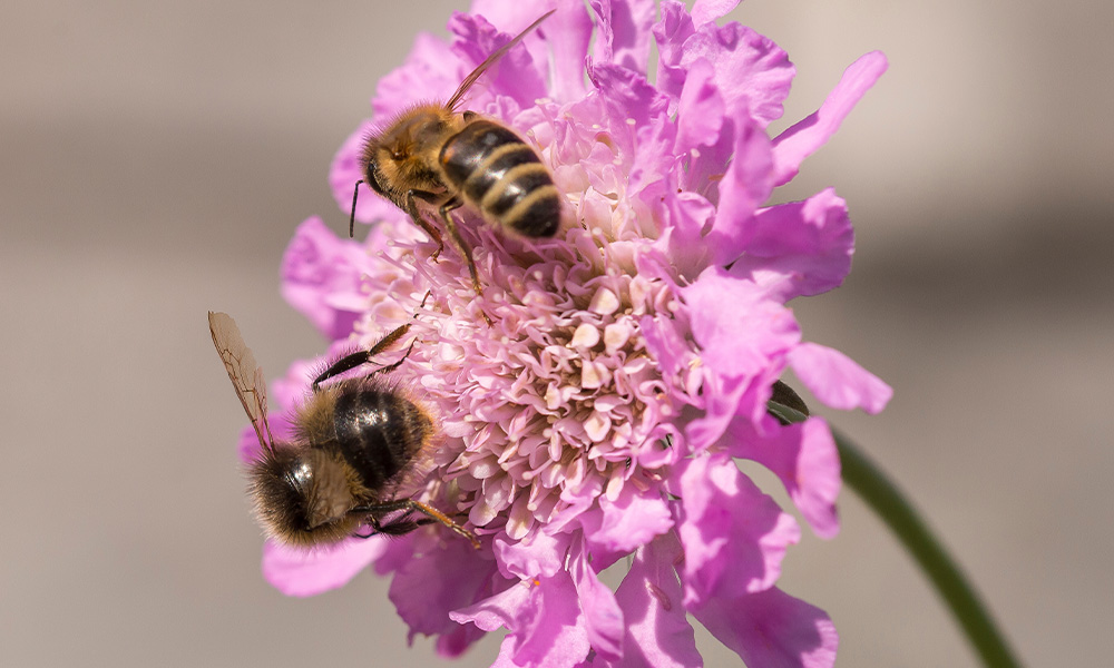 top 10 sustainable gardening tips