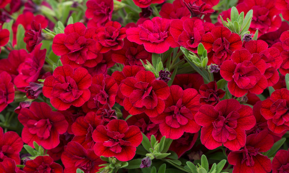 Top 10 Plants for Trailing Baskets