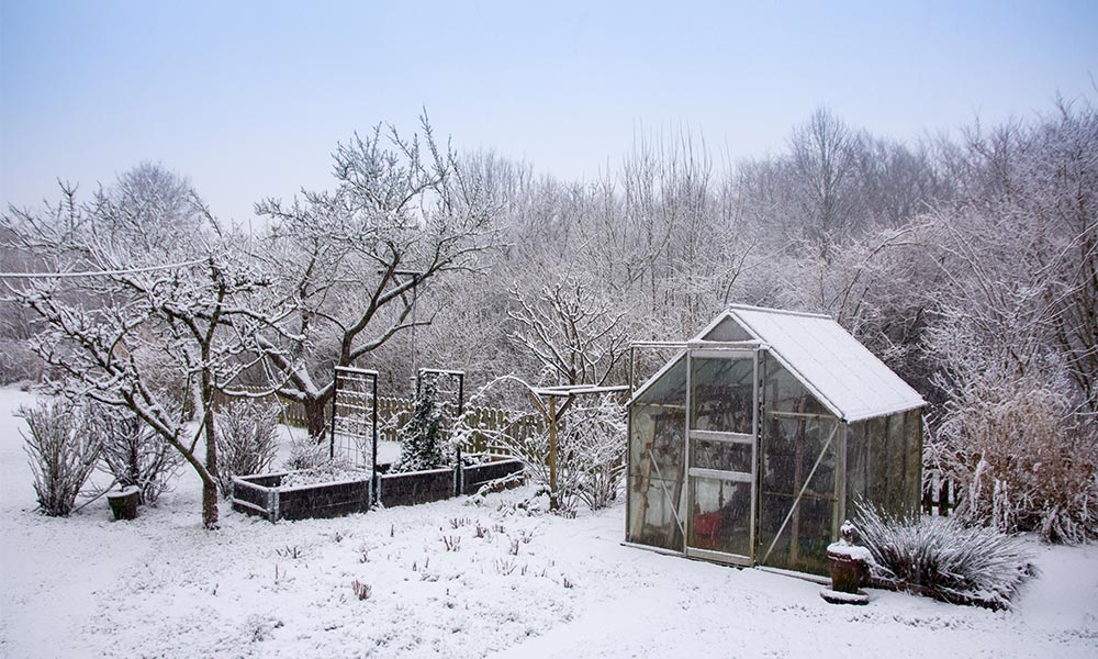 How to Overwinter Plants