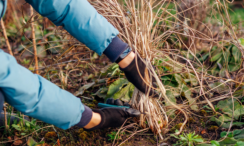 how to prune perennials