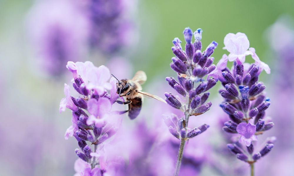 Top 10 Plants for Bees