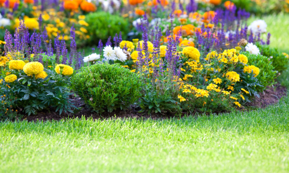 How to Keep Lawns Looking Healthy