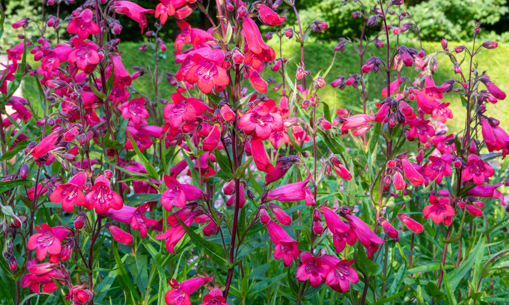 10 Reasons Why We Are Potty For Penstemons