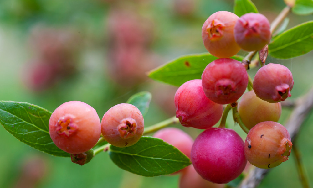 Your ultimate guide to growing berries