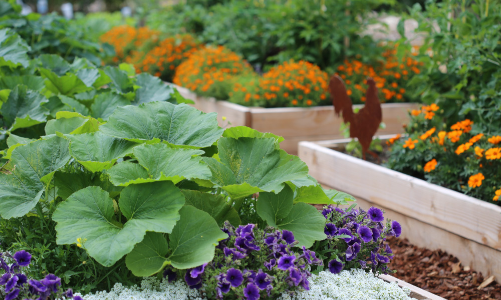 How to Create and Fill a Raised Garden Bed