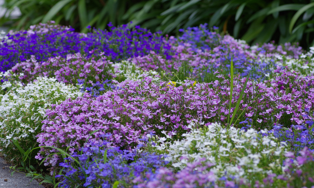 Guide to Growing Summer Bedding Plants