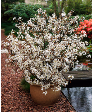 Amelanchier lamarckii