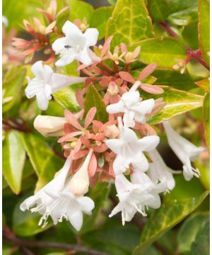 Abelia x grandiflora Francis Mason