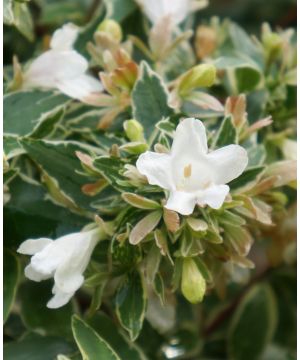 Abelia x grandiflora Lucky Lots