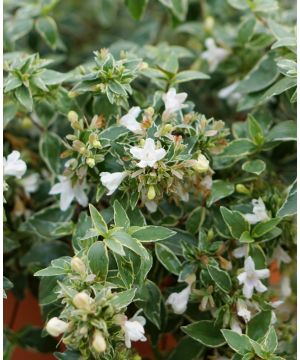 Abelia x grandiflora Lucky Lots