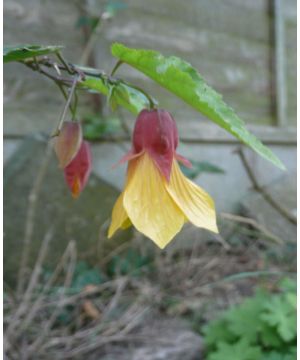 Abutilon Kentish Belle