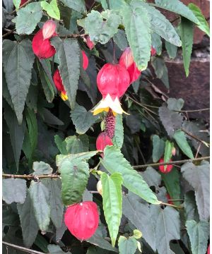 Abutilon megapotamicum