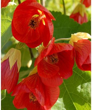 Abutilon megapotamicum Wisley Red