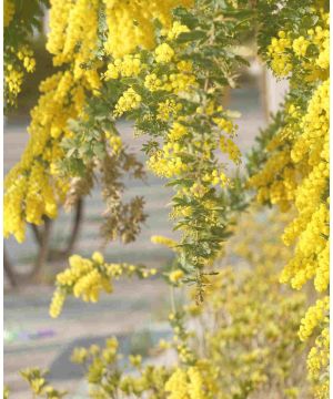 Acacia decurrens var. dealbata