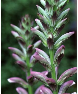 Acanthus mollis Summer Beauty