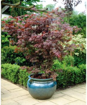 Acer palmatum Atropurpureum