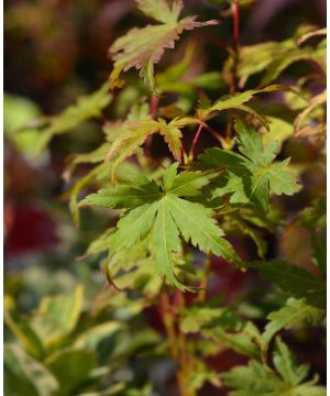 Acer palmatum Going Green