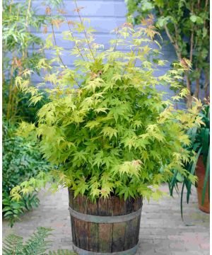 Acer palmatum Orange Dream