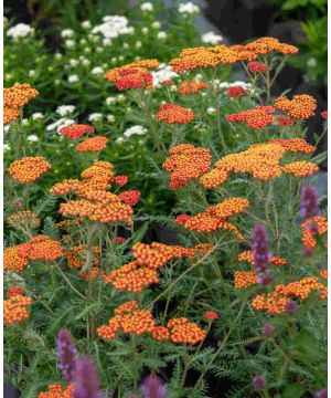 Achillea millefolium 'Walther Funcke'