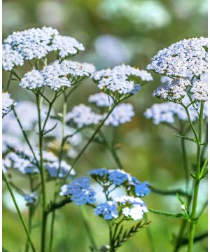 Achillea millefolium