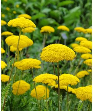 Achillea Cloth of Gold