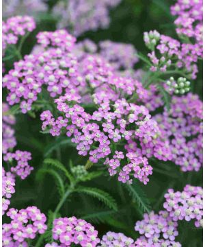 Achillea millefolium Lilac Beauty