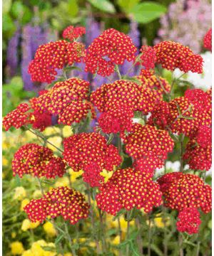 Achillea millefolium 'Paprika'