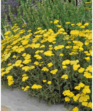 Achillea millefolium 'Moonshine'