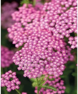 Achillea millefolium Pink Grapefruit